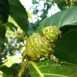 Morinda citrifolia Плод