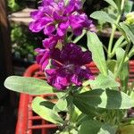 Matthiola incana Blomst