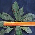 Psychotria marginata Drugo