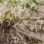 Vachellia seyal Folha