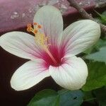 Hibiscus genevii Lorea