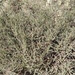 Salsola vermiculata 形态