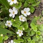 Jamesbrittenia grandiflora Yaprak