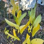 Oemleria cerasiformis Leaf