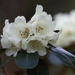 Rhododendron lacteum Квітка