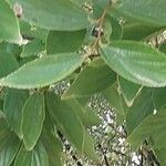 Celtis sinensis Leaf