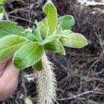 Salix pedicellata Leaf