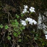 Saxifraga corsica Habitus