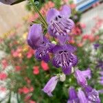 Penstemon cobaea Flor