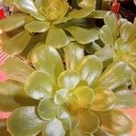 Aeonium castello-paivae 葉