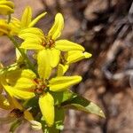 Tristellateia australasiae Flor