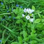 Cardamine pratensisപുഷ്പം