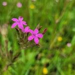 Dianthus armeria ফুল