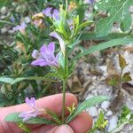 Dyschoriste linearis Flor