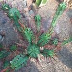 Euphorbia ferox Leaf