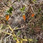 Kedrostis leloja Fruit