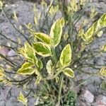 Euphorbia tithymaloides Blatt