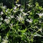 Stellaria nemorum Кветка