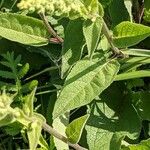 Verbascum nigrum Blatt