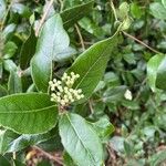 Viburnum rugosum Fuelha