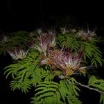 Calliandra rubescens Habitus