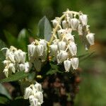 Leucothoe davisiae Fiore