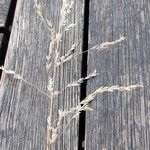 Poa pratensis Frouezh