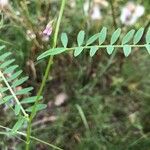 Vicia disperma 花