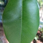 Ficus benjamina Yaprak