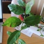 Kraussia floribunda Hoja