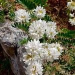 Coronilla globosaFlor