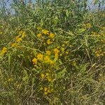 Senecio deltoideus Flor