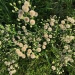 Erigeron bonariensis Hoja