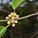 Marsdenia koniamboensis Flower