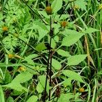 Bidens tripartita Habitus