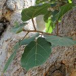 Ficus exasperata