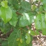 Combretum micranthum葉