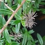 Thymus longicaulis 果実