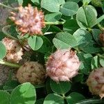 Trifolium fragiferum Плід