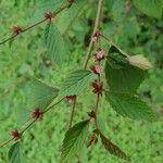 Melochia nodiflora Flower