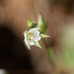 Sabulina tenuifolia Çiçek