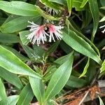 Sarcococca orientalis Květ