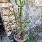 Austrocylindropuntia cylindrica Leht