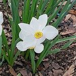 Narcissus poeticus Kukka
