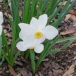 Narcissus poeticus Blomma