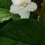 Weigela florida 花