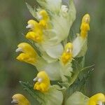 Rhinanthus burnatii