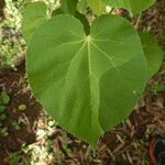 Abutilon hirtum Лист