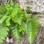 Polypodium cambricum Leaf