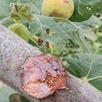 Ficus carica Fruit